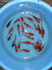 Kohaku + some sanke, showa (Yamatoya)
