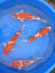 2 года самка Kohaku супер качество (Yamatoya)