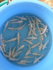 Platina (Choguro)