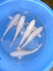 2 года Platina (Choguro)