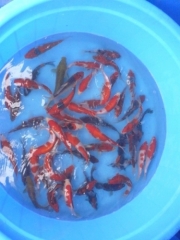 Doits Go-Sanke, Goshiki, Gr Showa, Doits Chagoi( f (Conias)