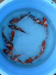 Dainichi однолетки Showa (Dainichi)