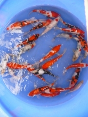 Kohaku, Sanke, Showa, Shiro-Utsuri (Sakai)