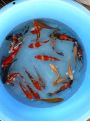 Yamabuki, Kohaku, Sanke, Showa, Kikusui, D Chagoi, (Yagenji)
