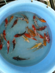 Hariwake, Kumonryu, Beni Kumonryu, Kujaku, Kohaku, (Yamazaki)