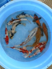 2 года mix: Hi-Utsuri, Chagoi, Shiro-Utsuri, Shusui (Yamazaki)